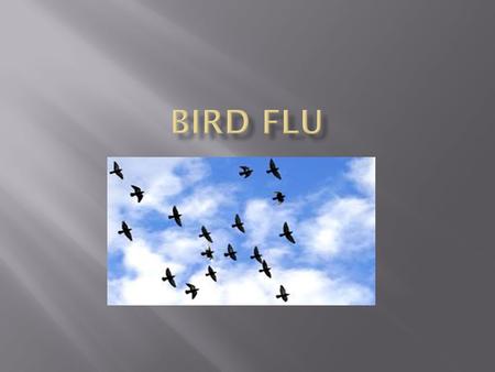 In 1918, the Spanish flu started off as a normal human influenza virus took a terrible turn and became terribly lethal. This was the first major flu.