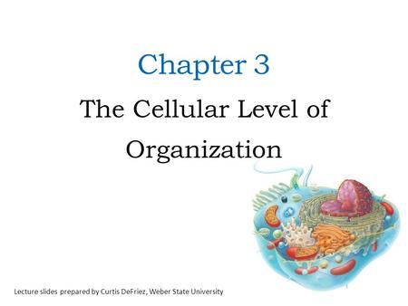 Chapter 3 The Cellular Level of Organization