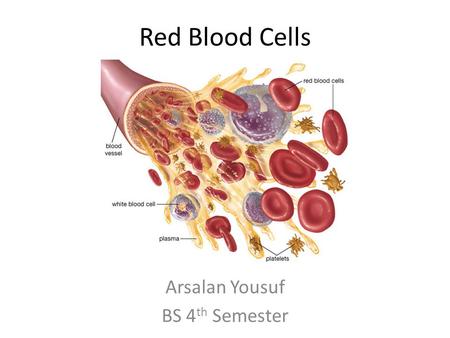 Arsalan Yousuf BS 4th Semester