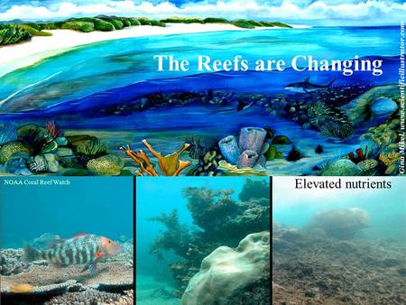 NOAA Coral Reef Watch Elevated nutrients The Reefs are Changing.