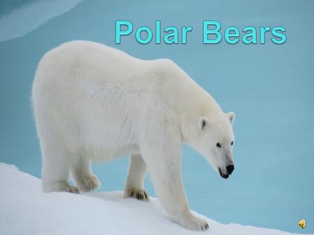 Polar Bears.