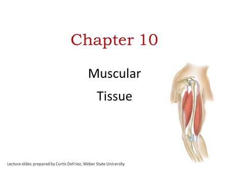 Chapter 10 Muscular Tissue