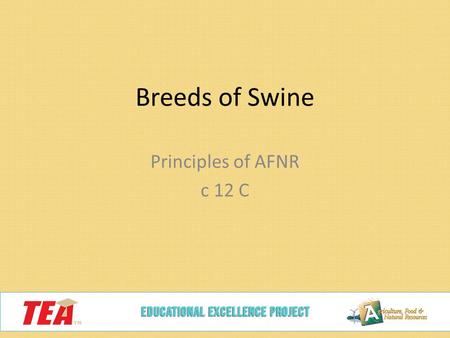 Breeds of Swine Principles of AFNR c 12 C. Landrace Originated in Denmark Drooped ears Known for their maternal instincts White Know for long bodies Flatter-topped.