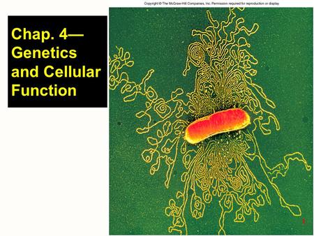 Chap. 4—Genetics and Cellular Function