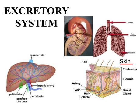 EXCRETORY SYSTEM.