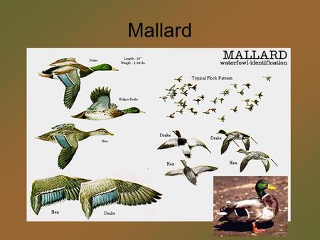 Mallard.