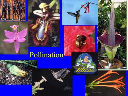 Pollination.