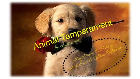 Animal Temperament By: Kelsey Lennick. Where Did The Animal Temperament Quiz Come From? The animal temperament quiz came from Dr. Gary Smalley who characterized.