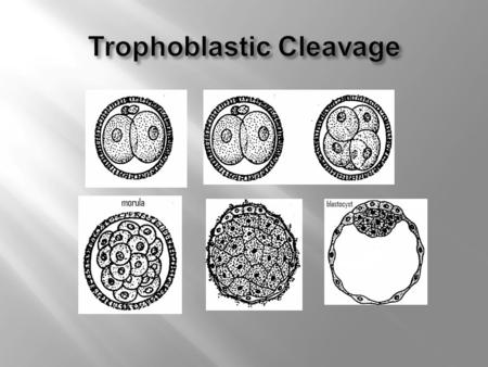 Trophoblastic Cleavage