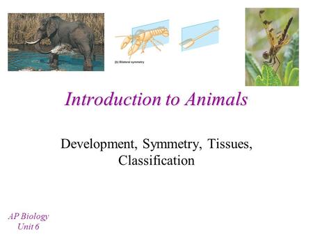 Introduction to Animals