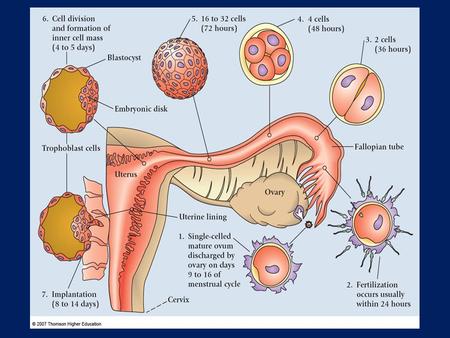 The extraembryonic mesoderm lining the inside of the cytotrophoblast is then known as THE CHORIONIC PLATE The only place where extraembryonic mesoderm.