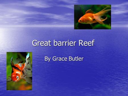 Great barrier Reef By Grace Butler What fish eat Fish would normally eat coral plankton and maybe they would be able to eat some other animals in the.