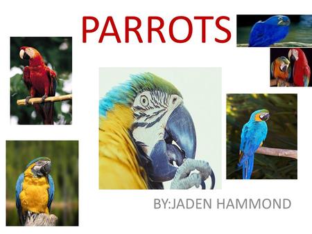 PARROTS BY:JADEN HAMMOND.