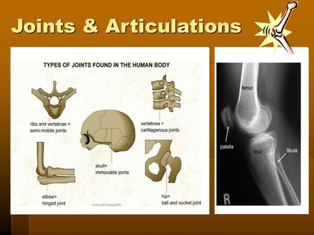 Joints & Articulations