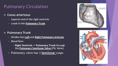 Pulmonary Circulation