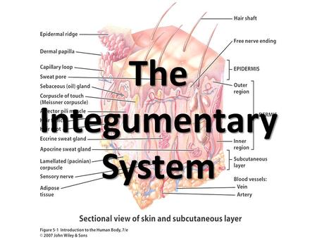 The Integumentary System