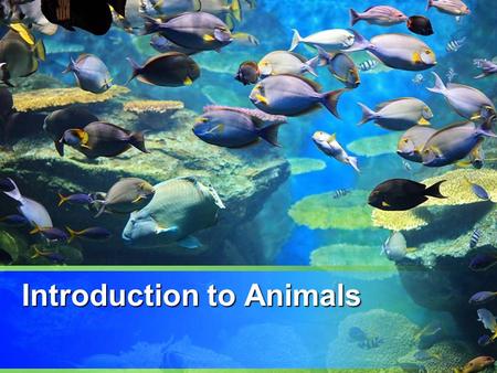 Introduction to Animals. Section 1: Nature of Animals I.Vertebrate vs. Invertevrate A.Vertebrate – has vertebrae or backbone surrounding nerve cord (spinal.