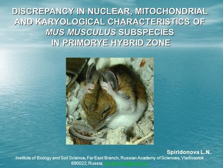 DISCREPANCY IN NUCLEAR, MITOCHONDRIAL AND KARYOLOGICAL CHARACTERISTICS OF MUS MUSCULUS SUBSPECIES IN PRIMORYE HYBRID ZONE IN PRIMORYE HYBRID ZONE Spiridonova.