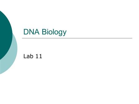 DNA Biology Lab 11. Nucleic Acids  DNA and RNA both built of nucleotides containing Sugar (deoxyribose or ribose) Nitrogenous base (ATCG or AUCG) Phosphate.