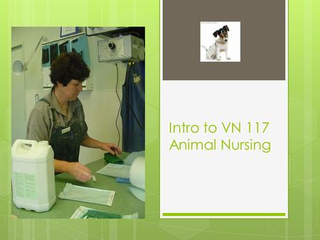 Intro to VN 117 Animal Nursing. The Moodle site Curriculum and timetable (tests) Lecture material Lab/practicals Expectations Assessment- peer / tutor.