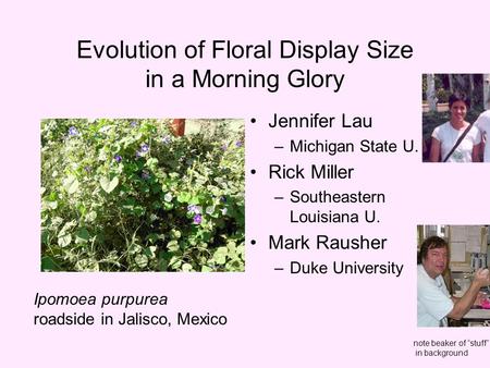 Evolution of Floral Display Size in a Morning Glory Jennifer Lau –Michigan State U. Rick Miller –Southeastern Louisiana U. Mark Rausher –Duke University.