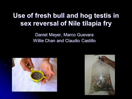 Use of fresh bull and hog testis in sex reversal of Nile tilapia fry