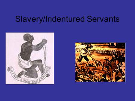 Slavery/Indentured Servants. Meeting the Demand for Labour Virginia found its farming niche in the growing of tobacco. Tobacco was a labour intensive.