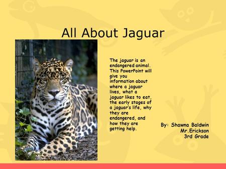 All About Jaguar By: Shawna Baldwin Mr.Erickson 3rd Grade The jaguar is an endangered animal. This PowerPoint will give you information about where a jaguar.