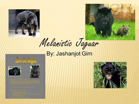 Melanistic Jaguar By: Jashanjot Girn.  The 3rd largest “cat” but the largest found in the America’s.  Jaguars are endangered species.  Images of these.