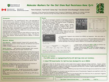 Molecular Markers for the Oat Stem Rust Resistance Gene Pg16. Peter Eckstein 1, Tom Fetch 2, Donna Hay 1, Tom Zatorski 1, Brian Rossnagel 1, Graham Scoles.