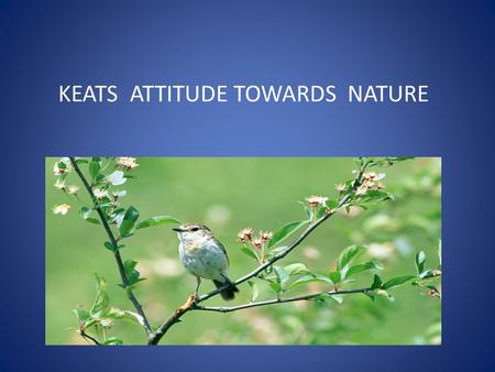 KEATS ATTITUDE TOWARDS NATURE. Keats is one of the greatest lover and admirer of nature. He indulges in the world of natural beauty. Everything in nature.