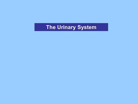 The Urinary System.