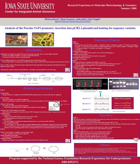 Center for Integrated Animal Genomics Research Experience in Molecular Biotechnology & Genomics Summer 2008 Analysis of the Porcine TAP1 promoter: insertion.