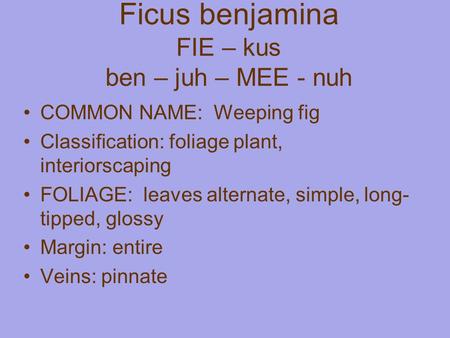 Ficus benjamina FIE – kus ben – juh – MEE - nuh COMMON NAME: Weeping fig Classification: foliage plant, interiorscaping FOLIAGE: leaves alternate, simple,