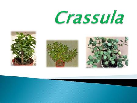 Crassula.