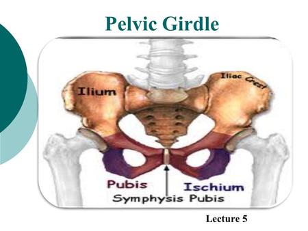 Pelvic Girdle Lecture 5.