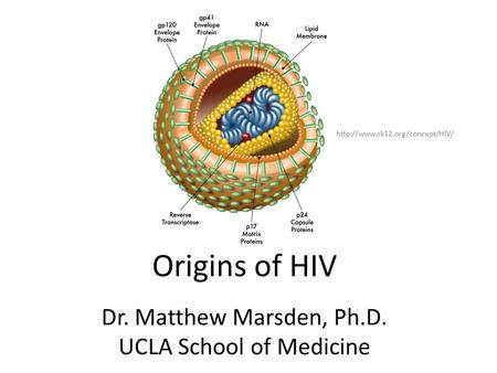 Origins of HIV Dr. Matthew Marsden, Ph.D. UCLA School of Medicine