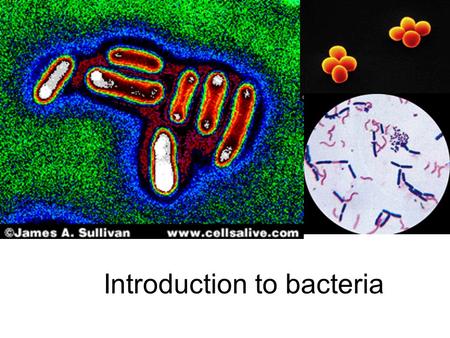 Introduction to bacteria