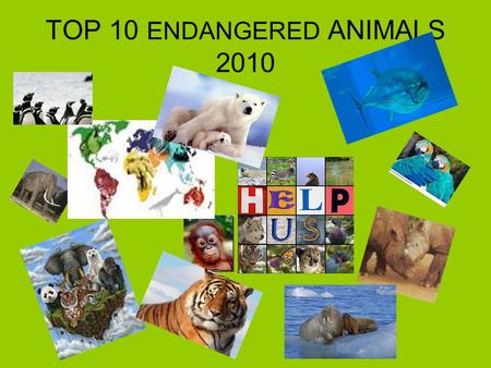 TOP 10 ENDANGERED ANIMALS 2010. SIBERIAN TIGER HABITAT : eastern Siberia SIZE : UP TO 320 kg WHAT IT EATS : deer and wild boars WHY IN DANGER : deforestation,