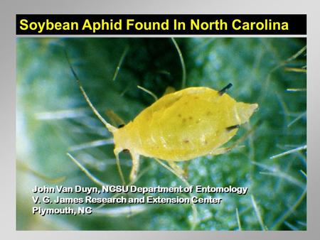 Soybean Aphid Found In North Carolina John Van Duyn, NCSU Department of Entomology V. G. James Research and Extension Center Plymouth, NC John Van Duyn,