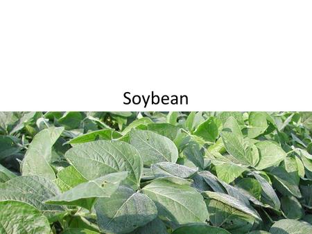 Soybean.