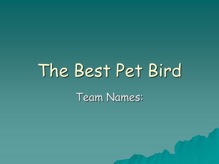 The Best Pet Bird Team Names:. The Best Pet Bird, Page 2 Presented by  The 3 birds that we researched were:  Parrots  Canaries  Cockatiels.