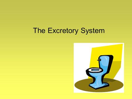 The Excretory System. Excretion- removal of waste produced during body functions Occurs through: 1.Intestine- digestive wastes, salts 2.Skin (sweat glands)-