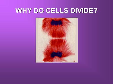 WHY DO CELLS DIVIDE?. IT’S ALL ABOUT SIZE THERE IS AN UPPER LIMIT TO HOW LARGE A CELL CAN BE.