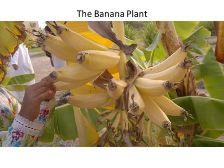 The Banana Plant. The scientific name for this is......... MUSA SAPIENTUM which means.....”Fruit of the wise men” I always wondered why Monkeys eat so.