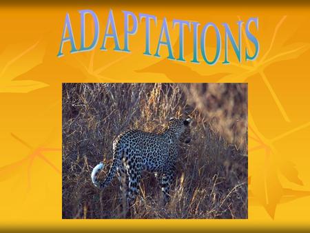 ADAPTATIONS.