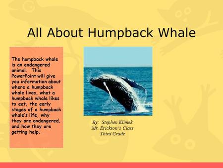 All About Humpback Whale By: Stephen Klimek Mr. Erickson’s Class Third Grade The humpback whale is an endangered animal. This PowerPoint will give you.