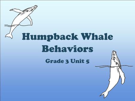 Humpback Whale Behaviors