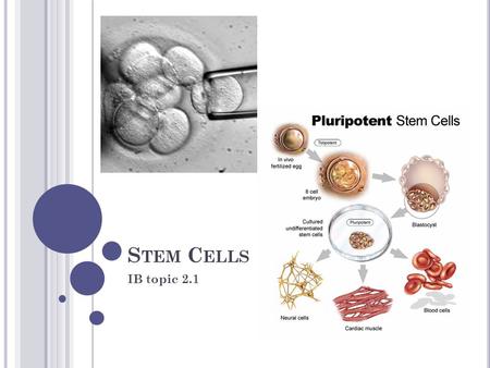 S TEM C ELLS IB topic 2.1. M ULTICELLULAR O RGANISMS AND C ELL D IFFERENTIATION One of the functions that many cells retain is the ability to reproduce.