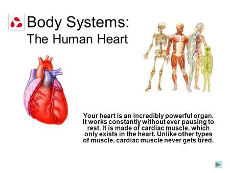 Body Systems: The Human Heart Your heart is an incredibly powerful organ. It works constantly without ever pausing to rest. It is made of cardiac muscle,